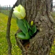 ASPECTE POZITIVE SI MICILE BUCURII DIN PANDEMIE